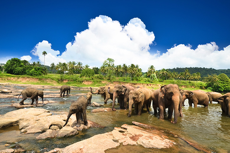 象の孤児院 | まごころスリランカ旅行社｜スリランカ観光ツアーガイド